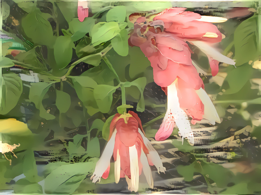 Shrimp Plant in Bloom #1.