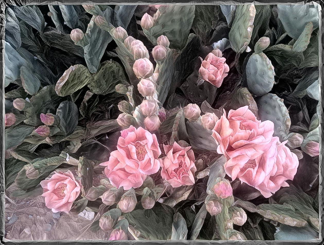 Pink Opuntia Blossoms