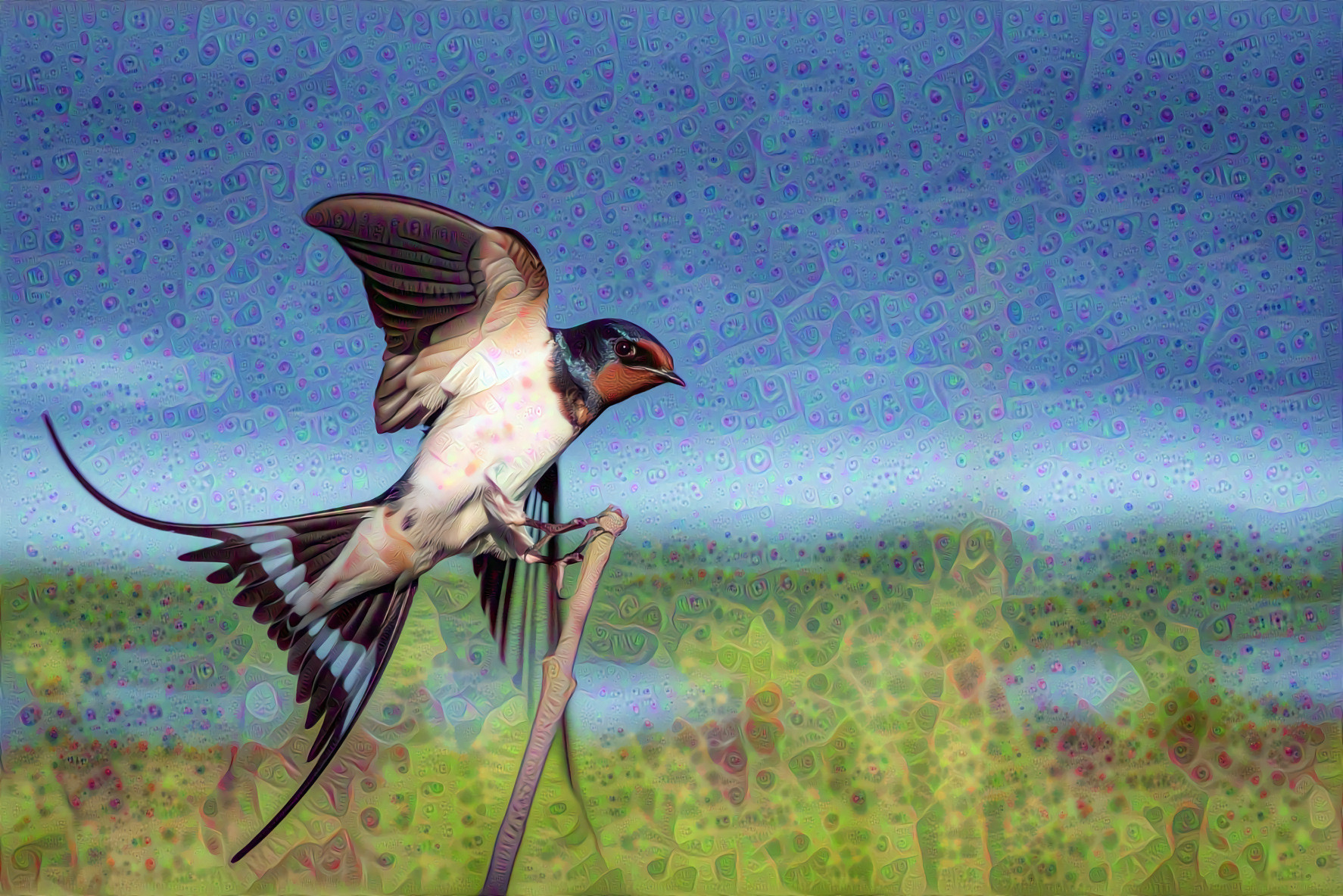 Wire-tailed Swallow