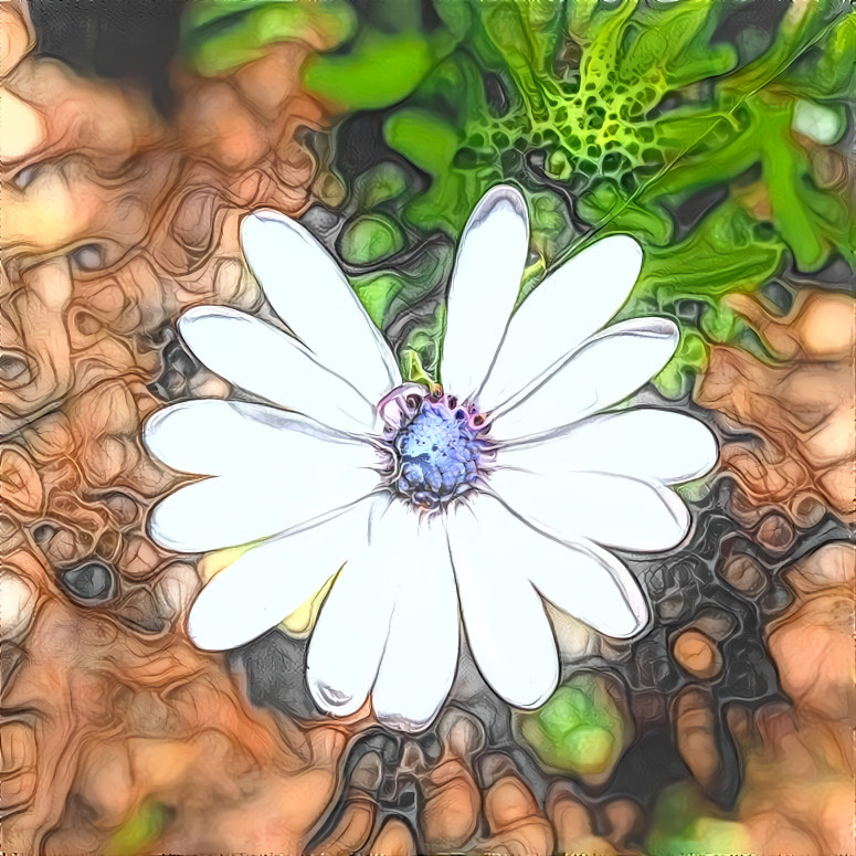 African daisy with stubby petal