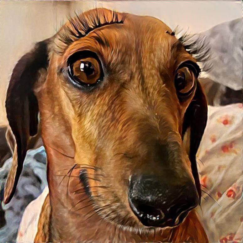 My design dachshund