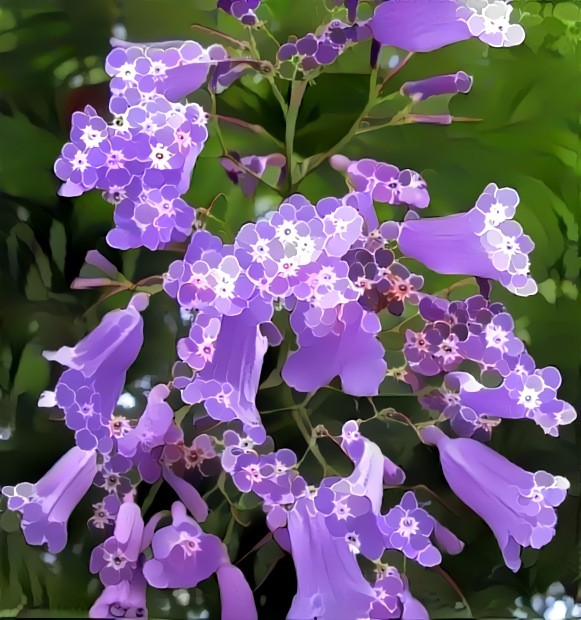 Jacaranda mimosifolia