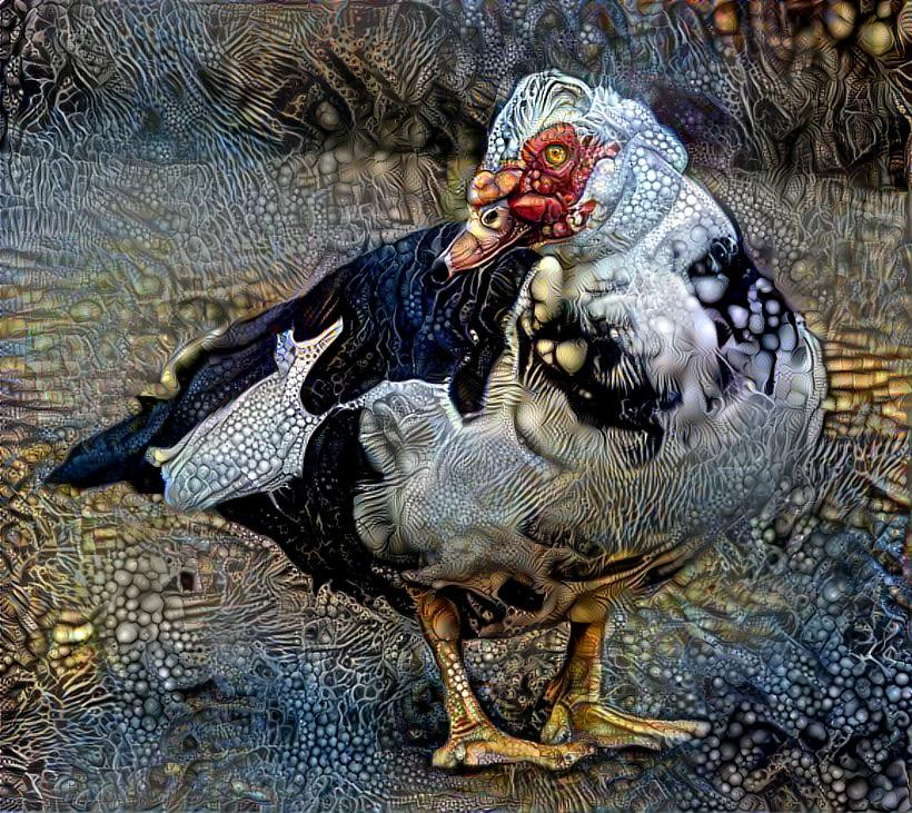 Muscovy duck