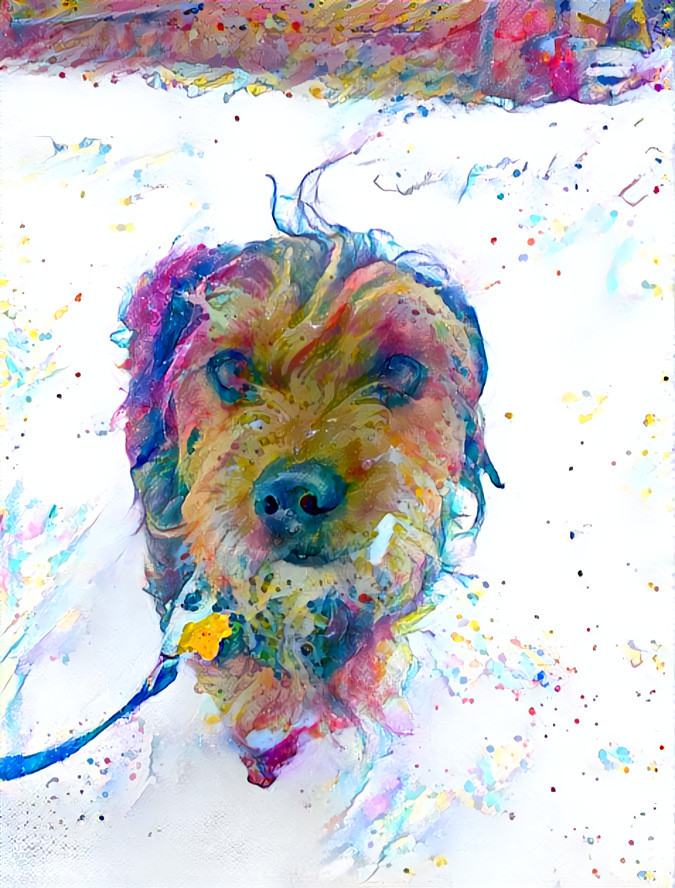 Funfetti Dog