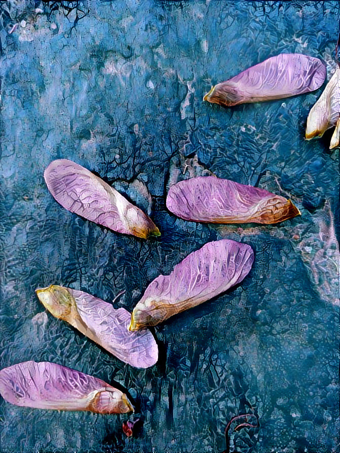 Maple seeds on pavement