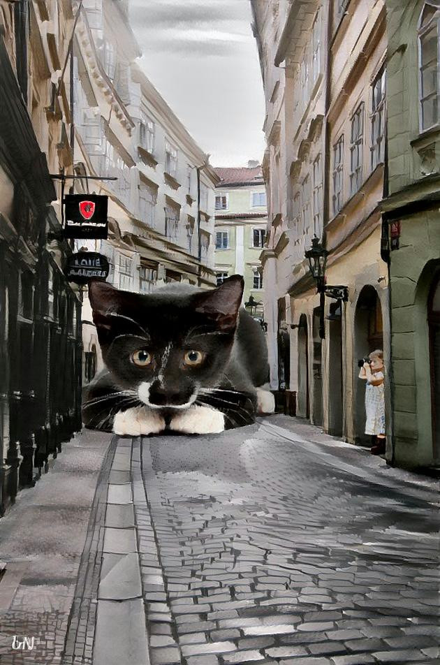 Street cat