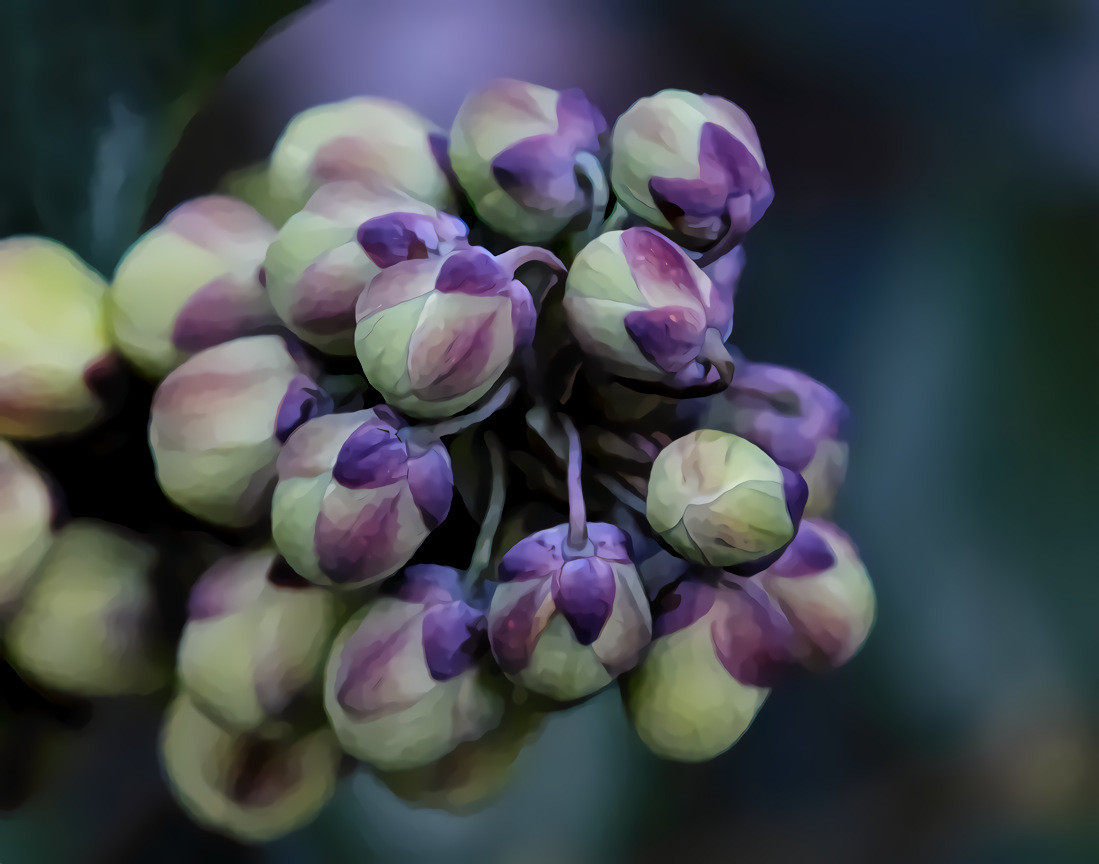 Oregon Grape Holly buds