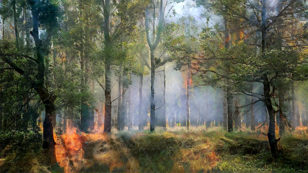 Forest Fire