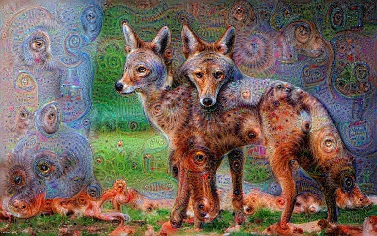 coyotes