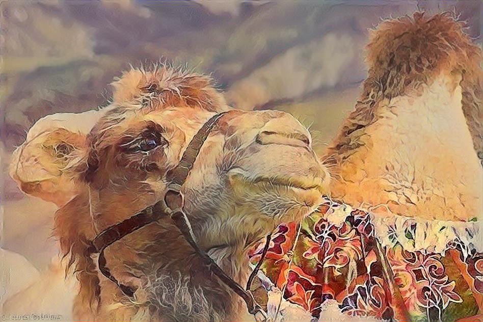 camel