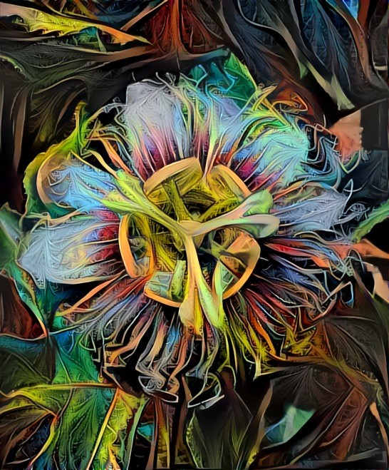 Passion Flower 2