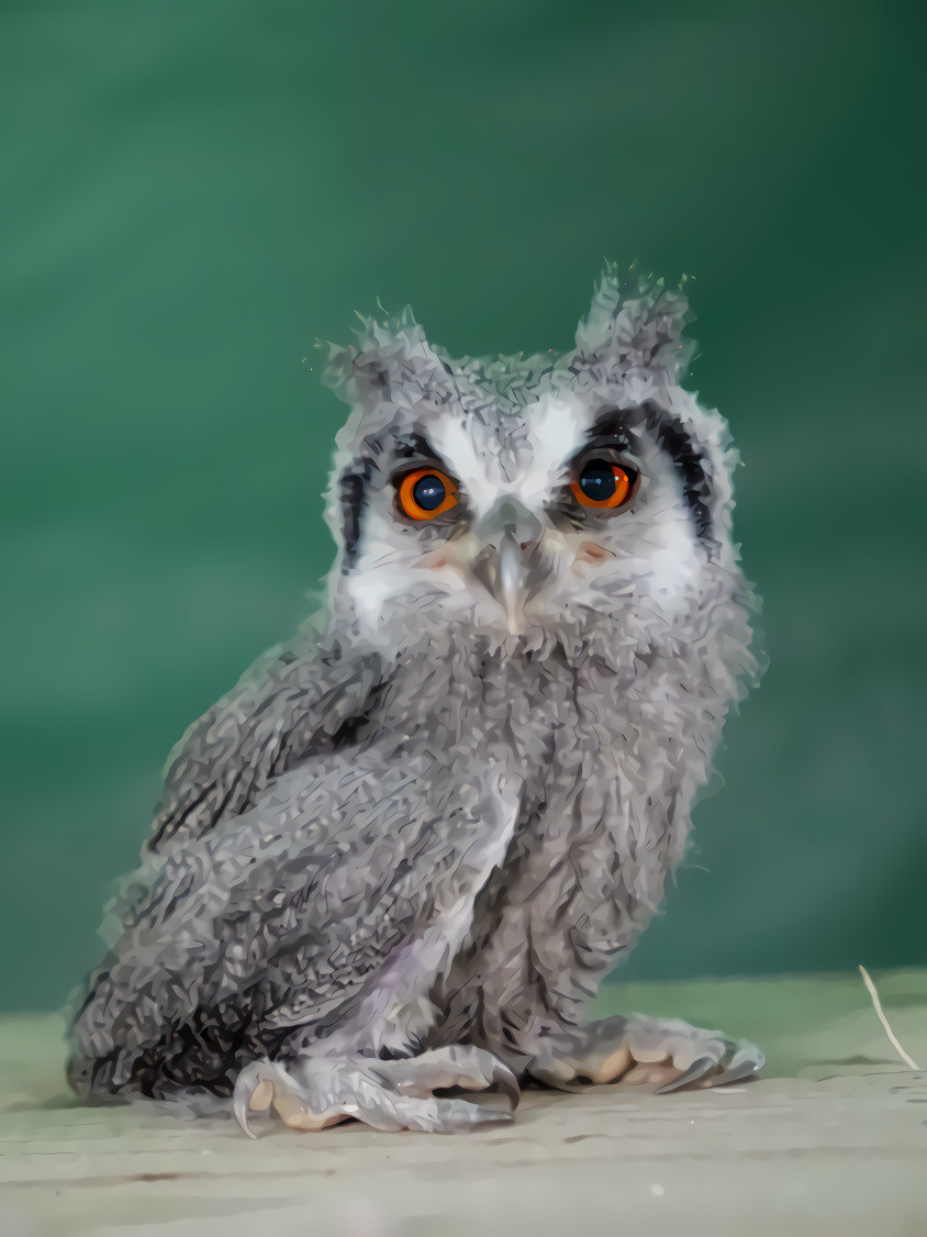 White Faced Scopps Owl