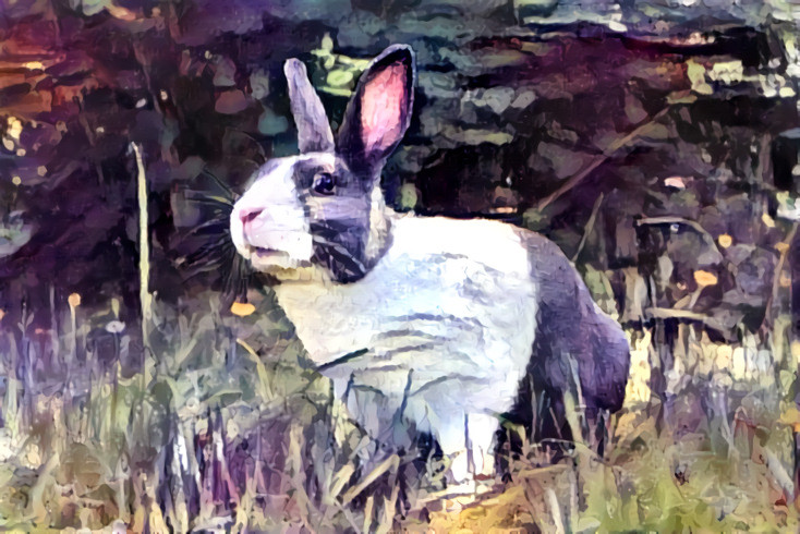 Rabbit