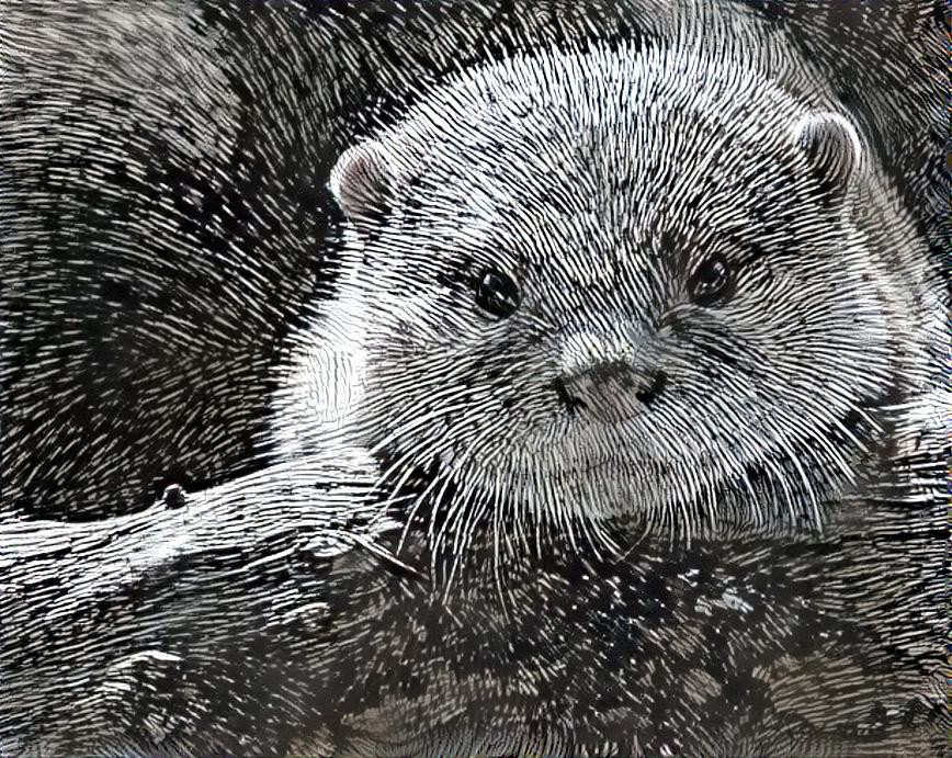 Baby Otter