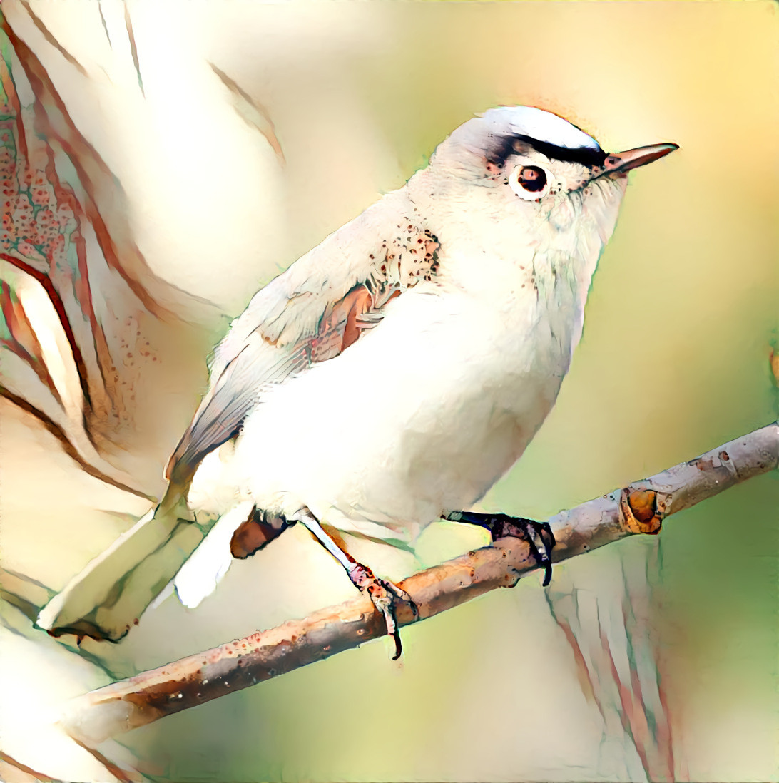 Blue-grey Gnatcatcher