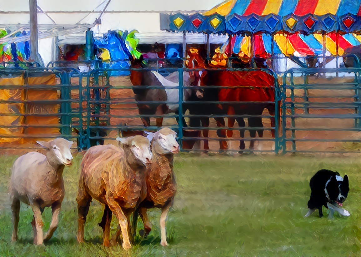 Sheep Dog Trials, Mendocino County Fair, Boonville, California.  Source is my own photo.