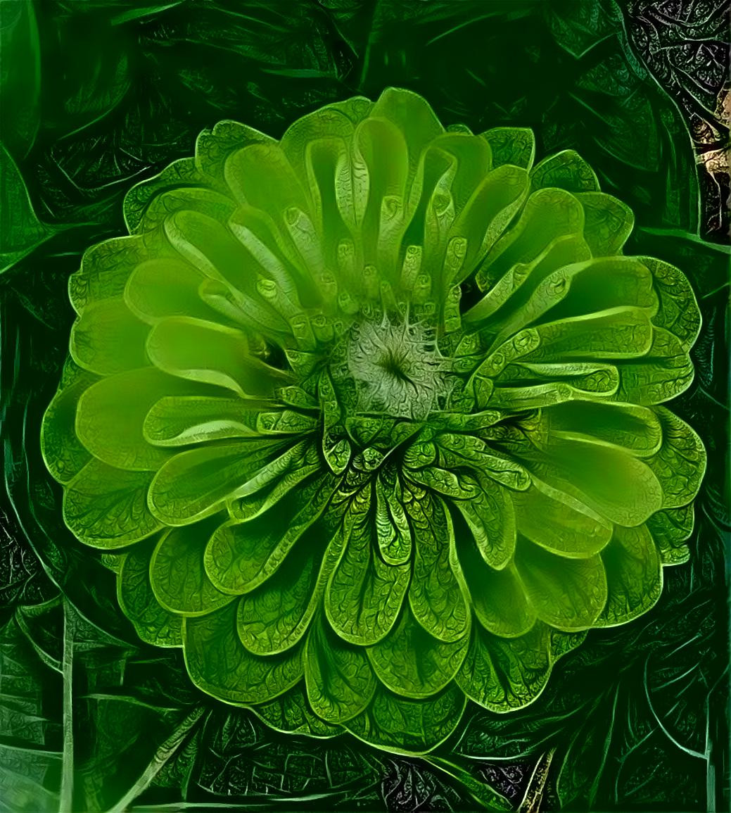 Green dahlia