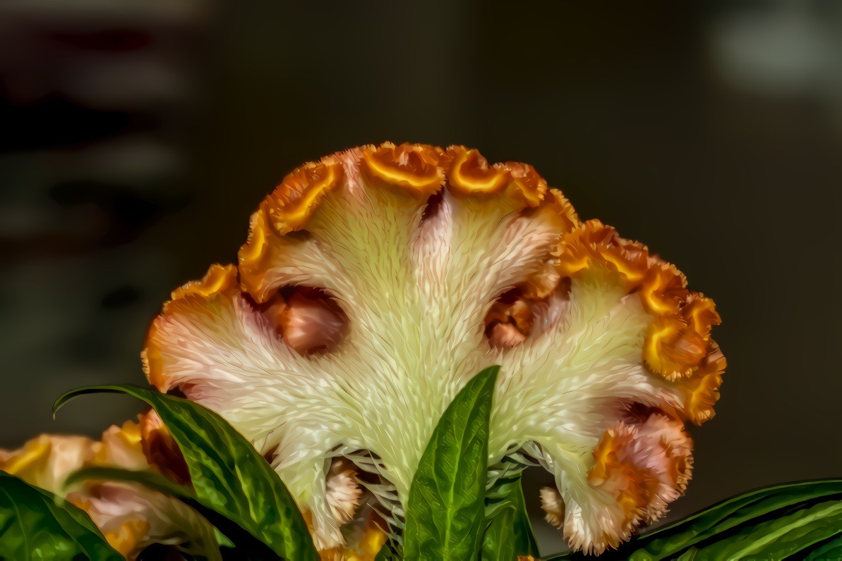 Cockscomb Celoxia Cristata, Mexico