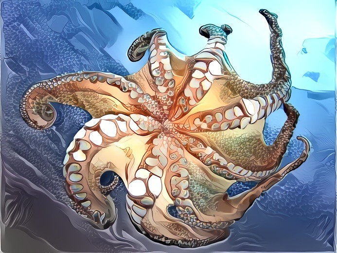 Octopus