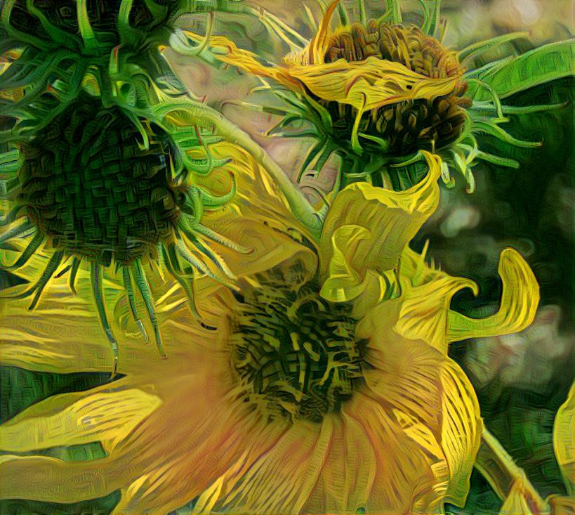 Aging Yellow Flower