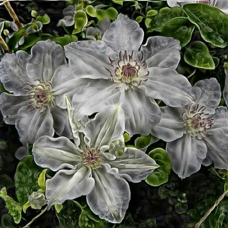 witte clematis