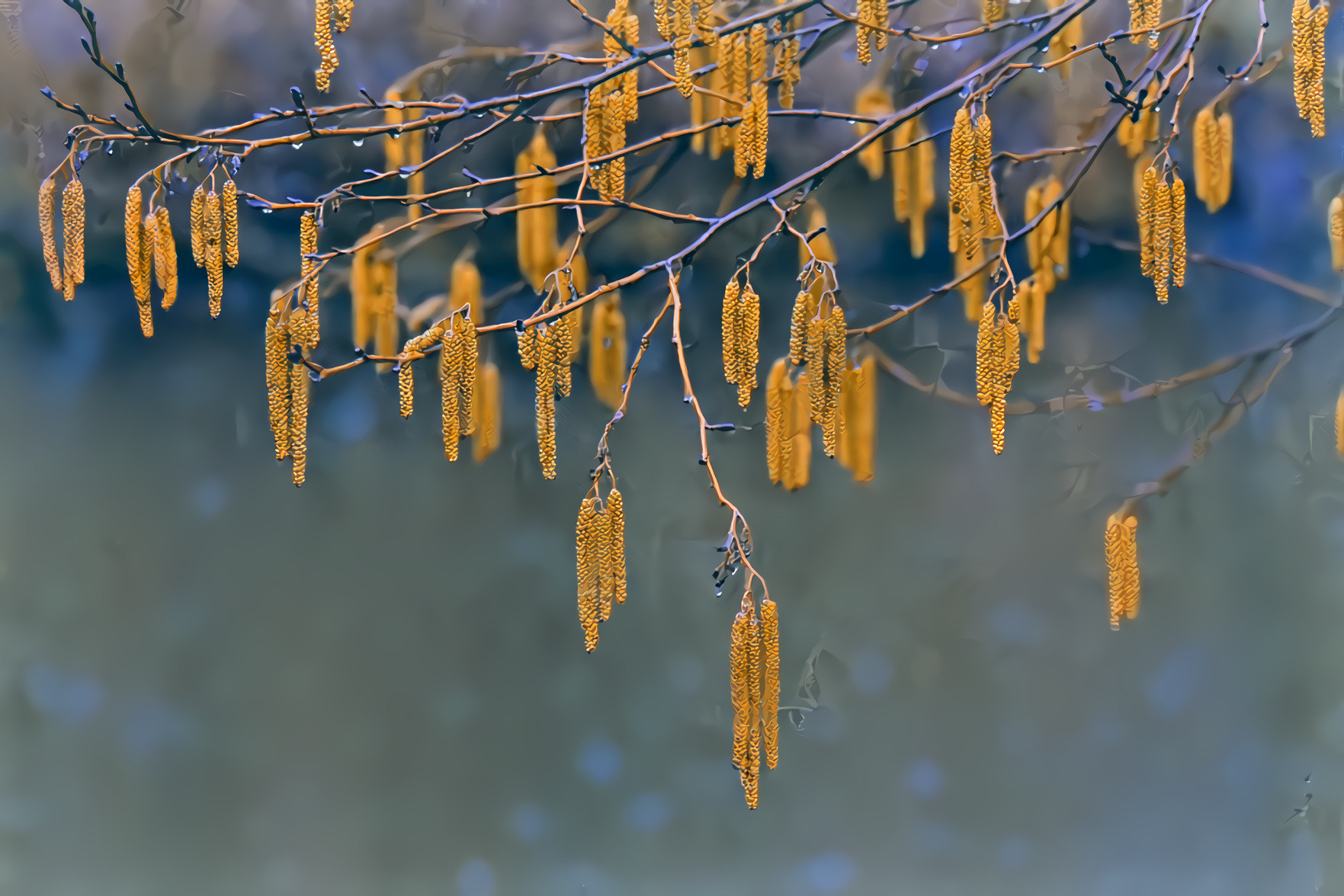 Hazel Tree and Catkins