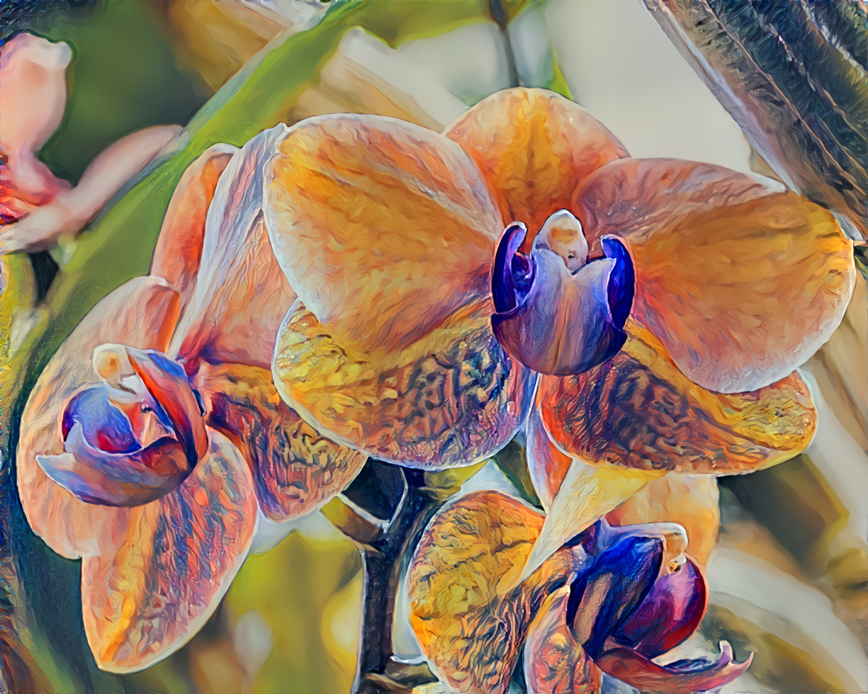 Orchids