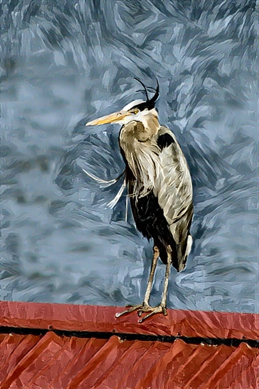 Great Blue Heron