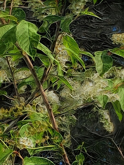 Blooming shrub