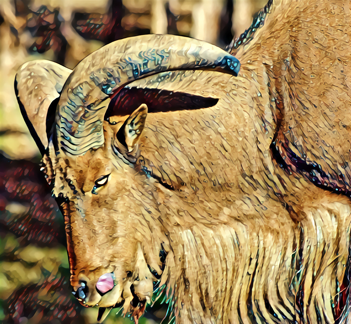 Barbary Sheep