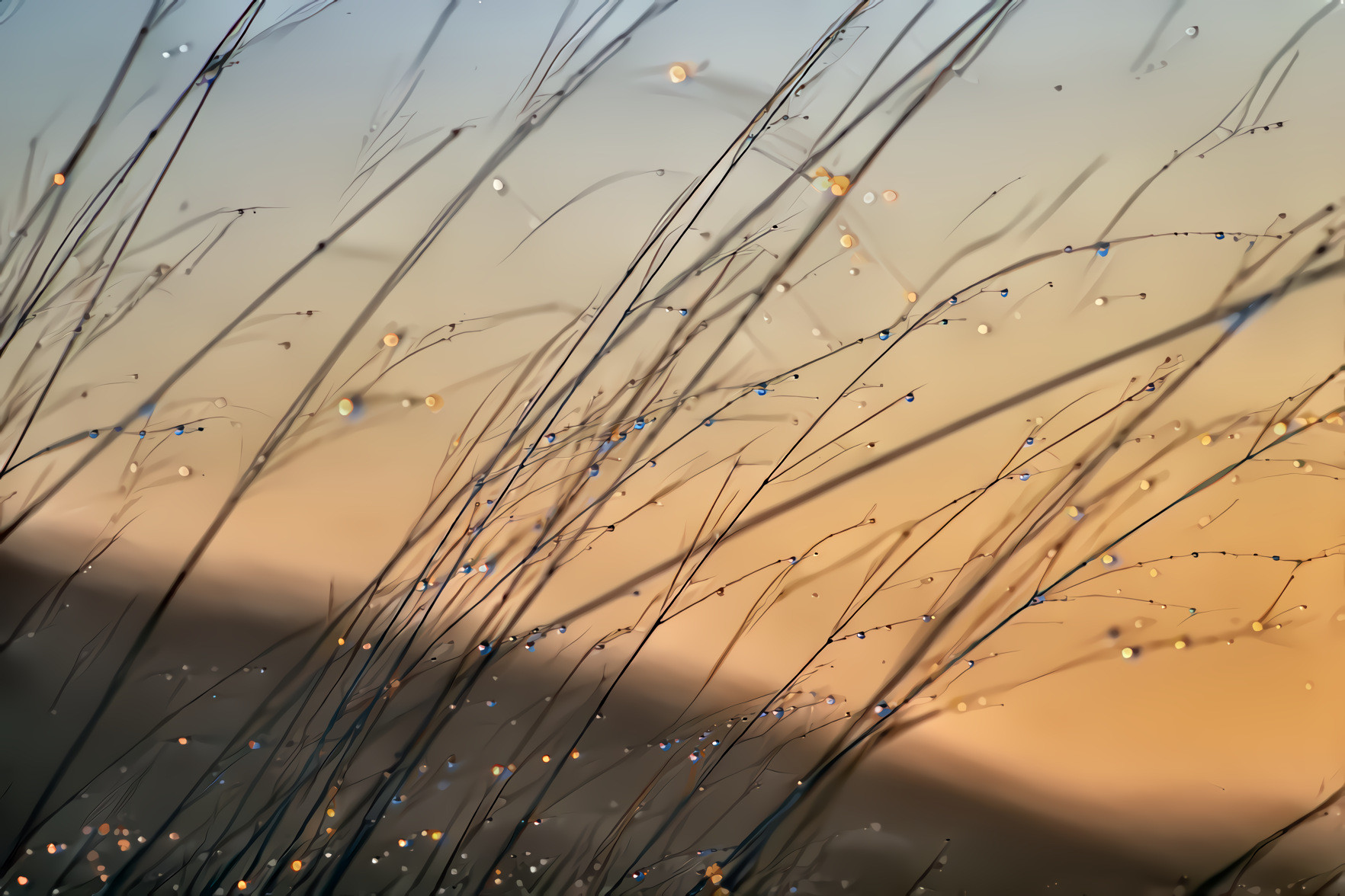 Sunrise and Dew