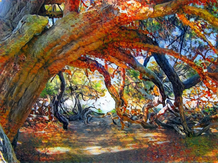 Ancient Yew tree canopy, Kingley Vale