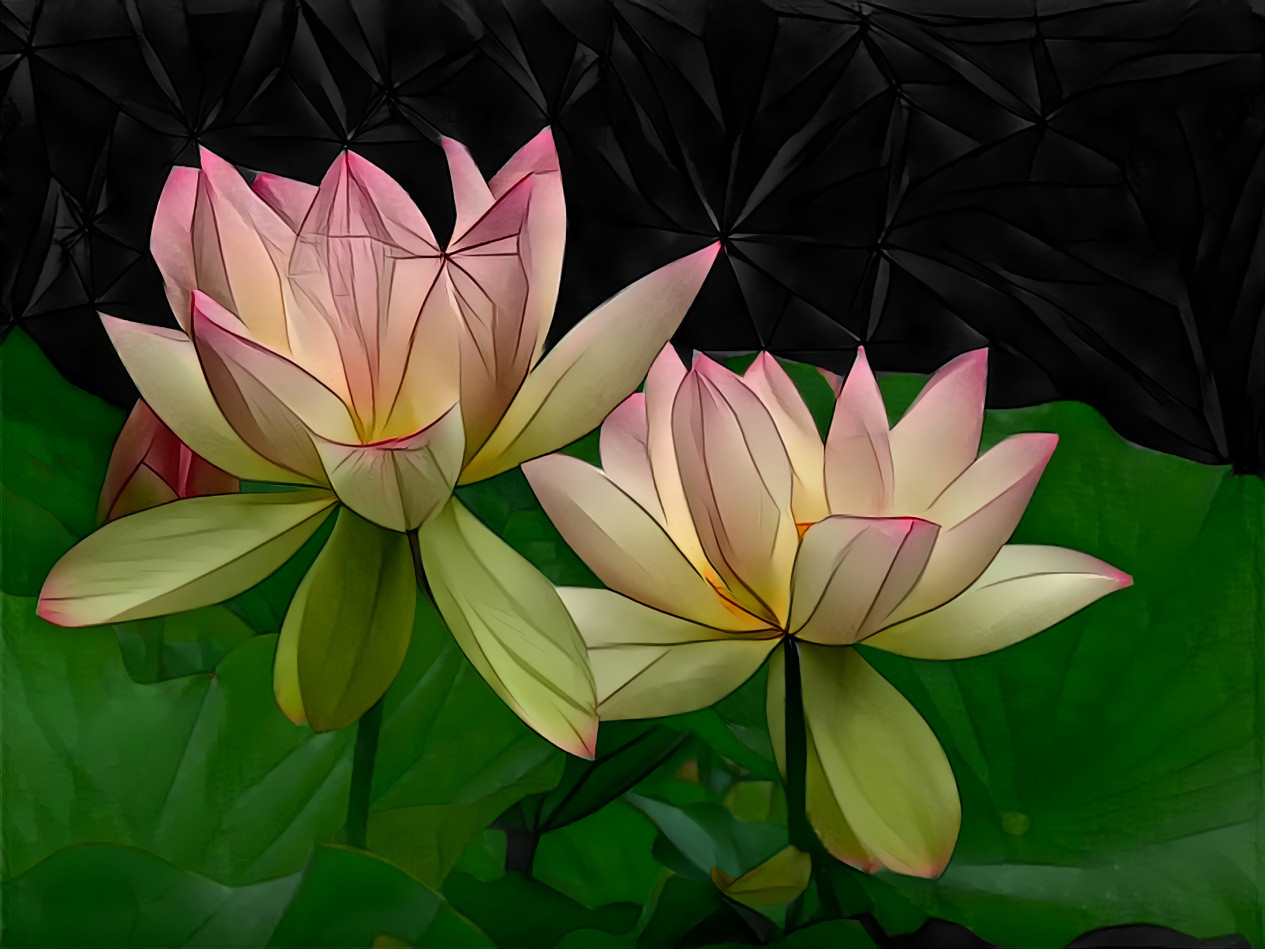 Lotus Blossoms