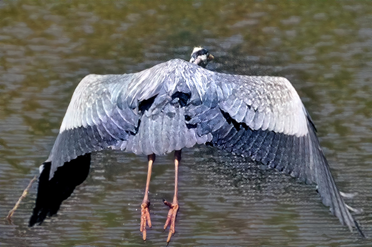 Heron taking off