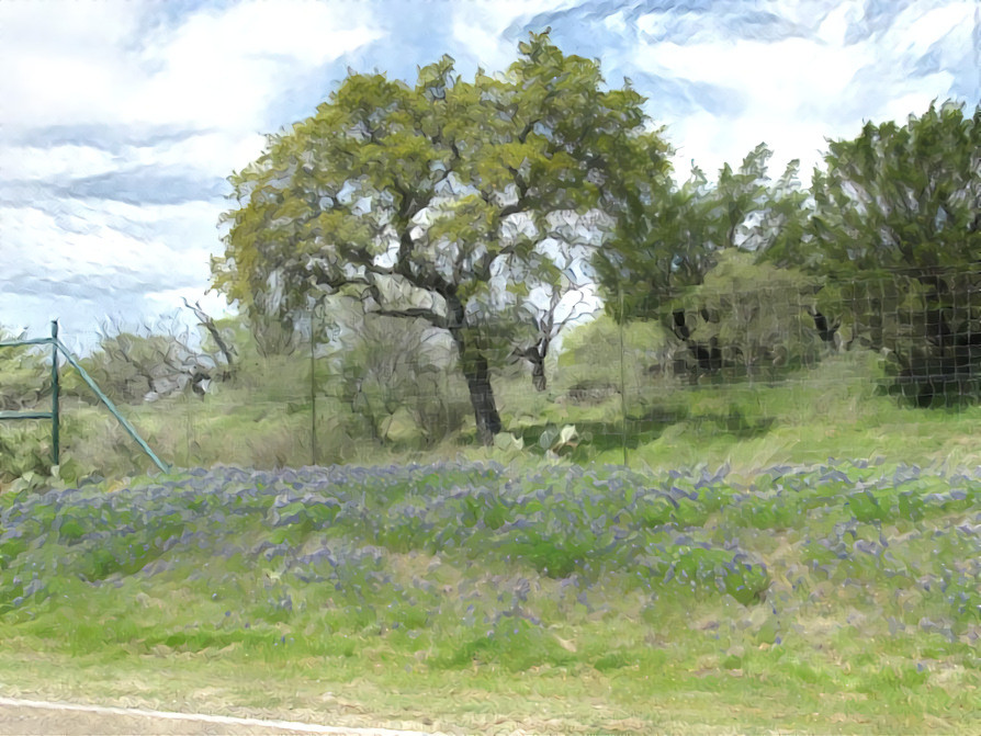 Texas Bluebonnets