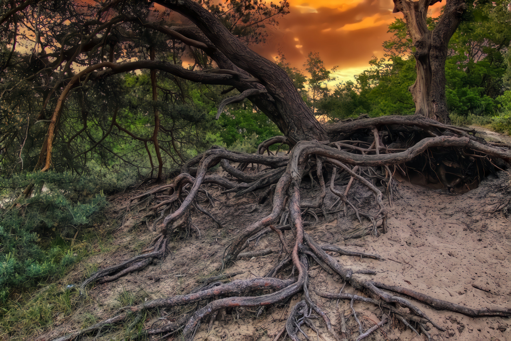 Sunset, Old Forest Tree Root