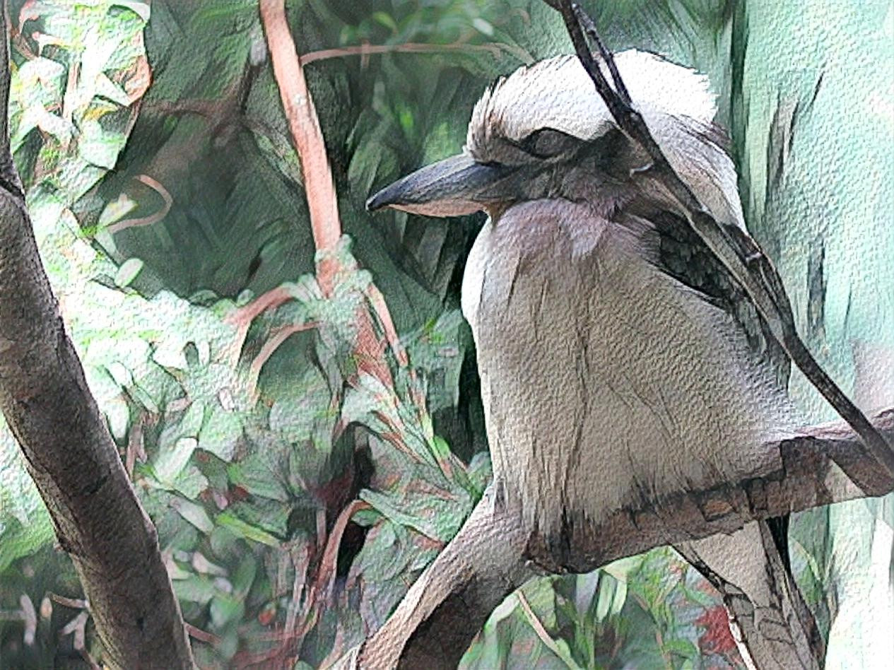 Kookaburra