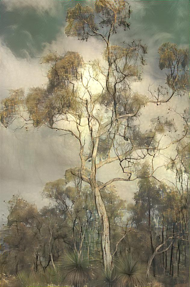 Eucalyptus_wandoo_gnangarra