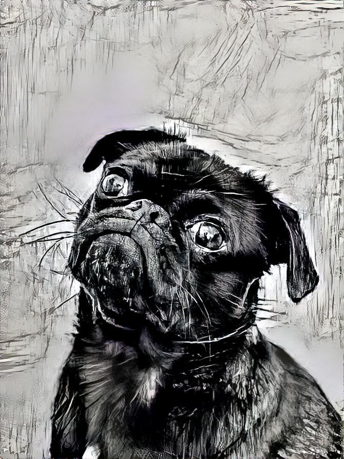 Pug sketch