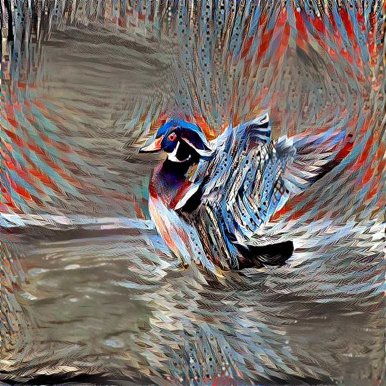 Wood Duck 