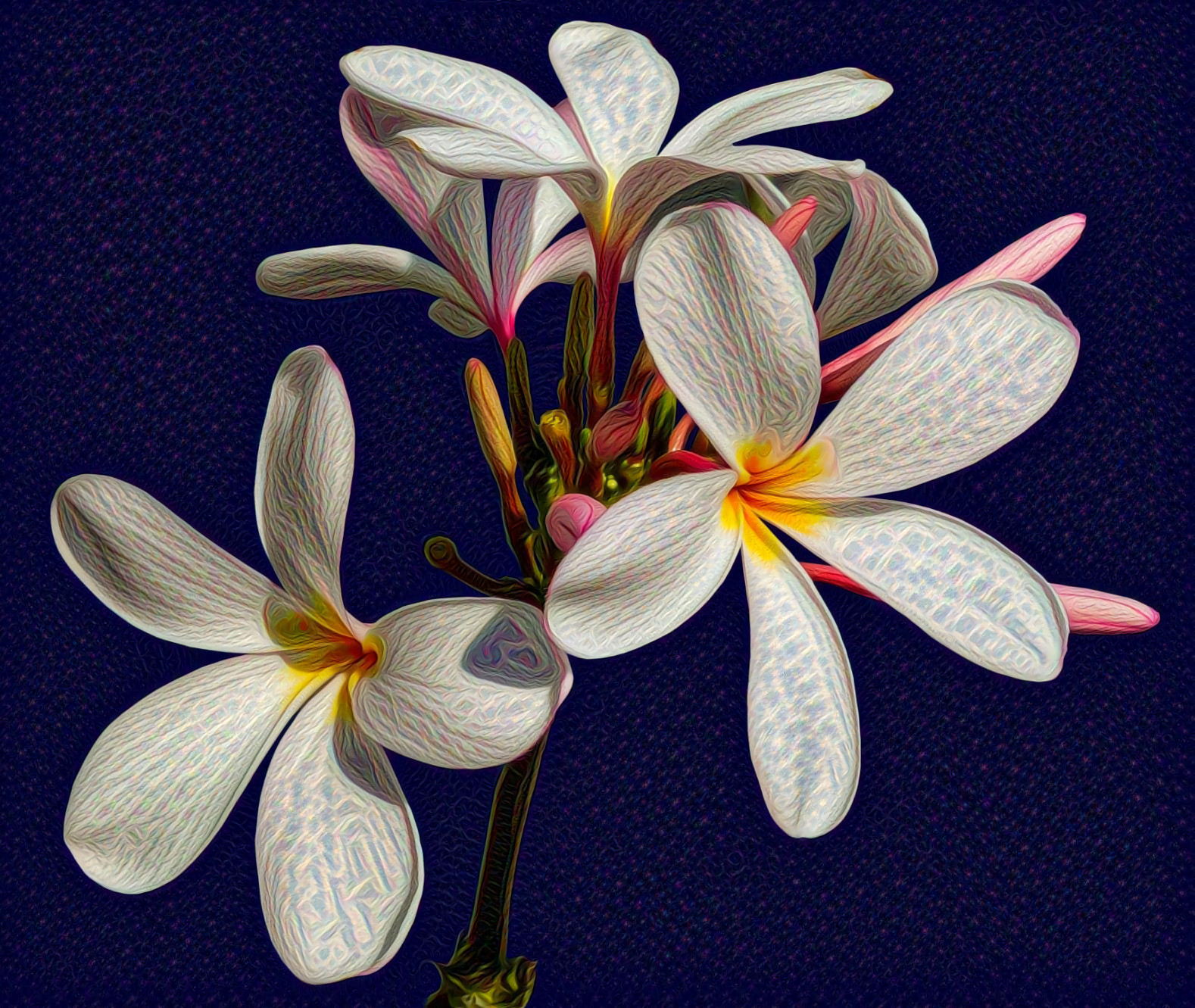 Plumeria