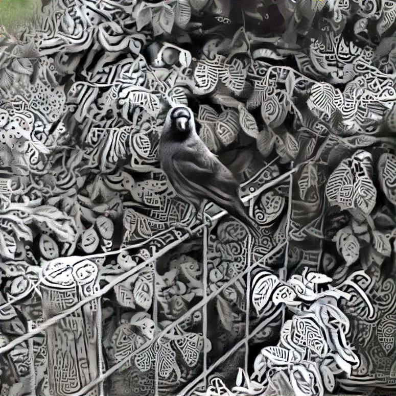 Bird on Fence, Amsterdam, Nl.