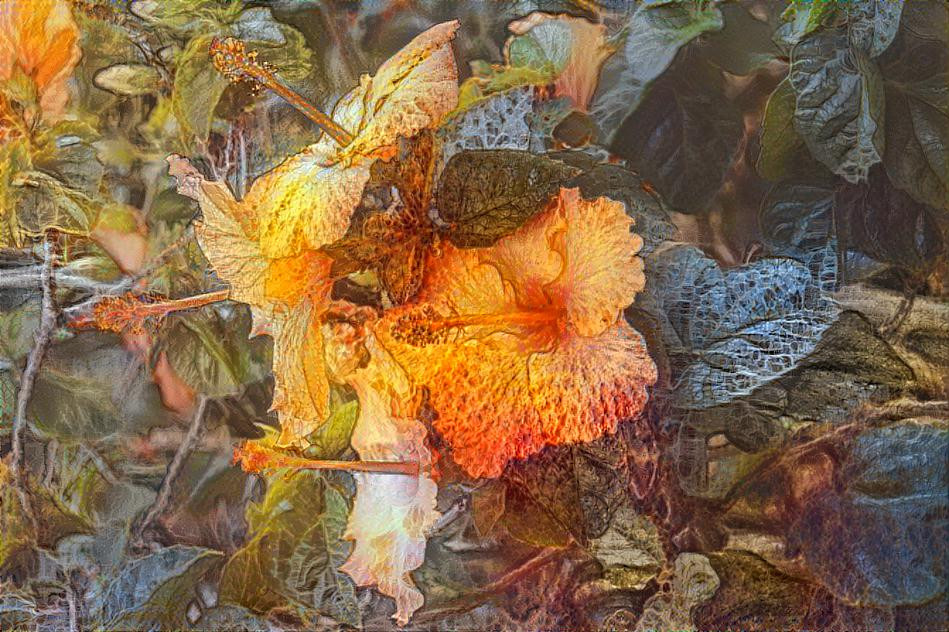 Hibiscus in my garden