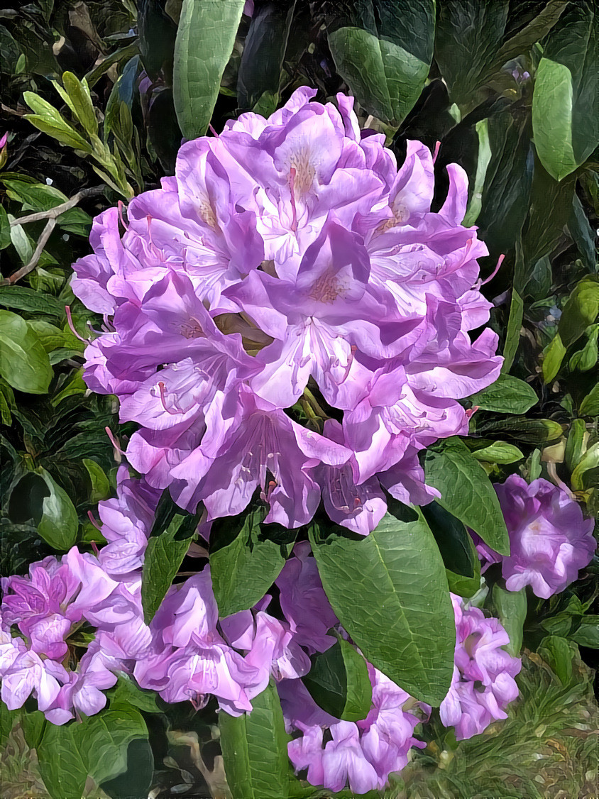 Rhododendron II