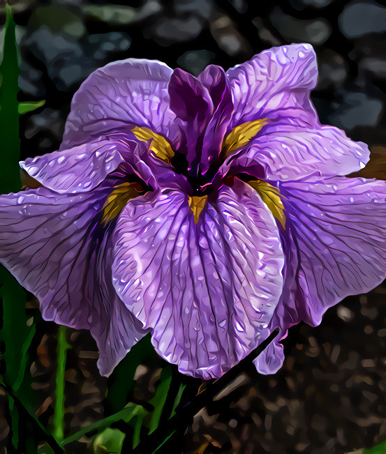 Japanese Iris