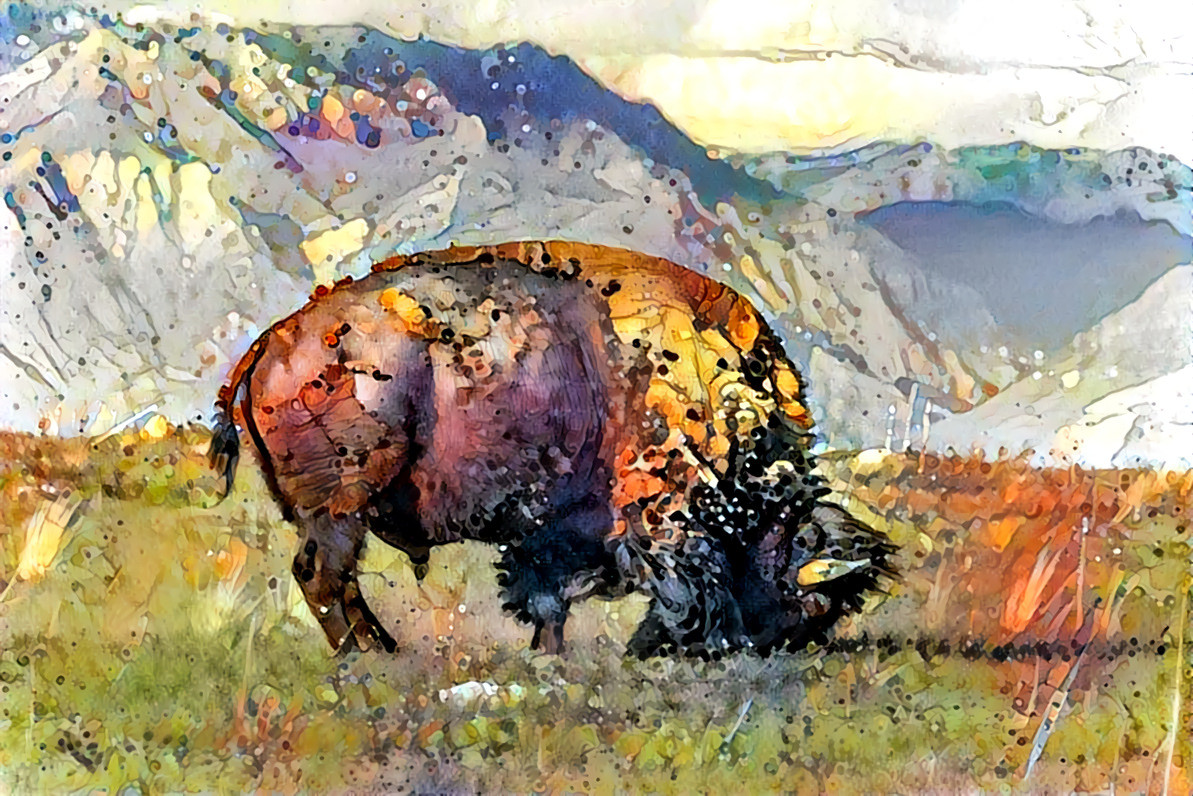 North American Bison - Antelope Island, UT