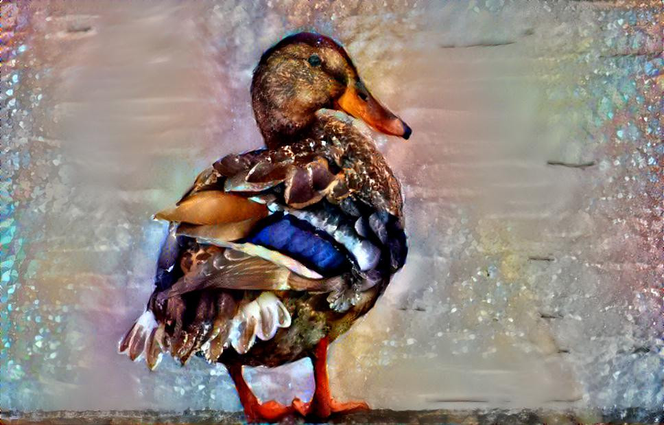 Mandarin duck