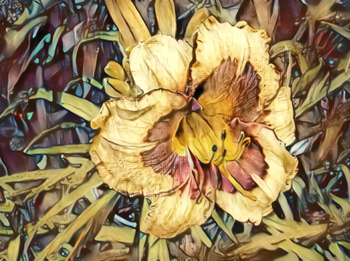 Blackthorne Daylily #4