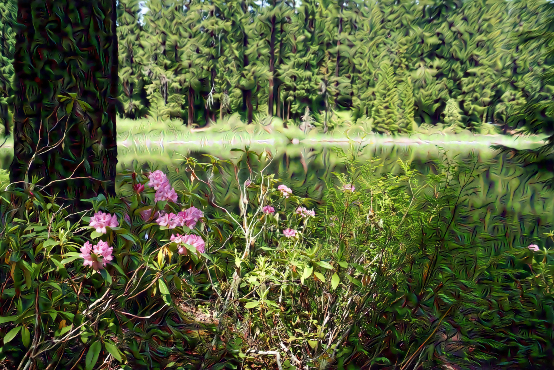 Oregon Wild Rhododendron