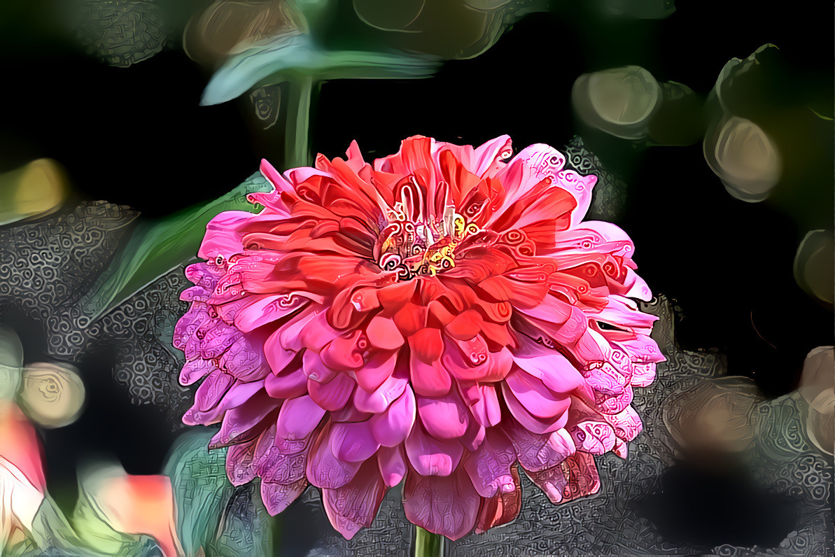 Zinnia